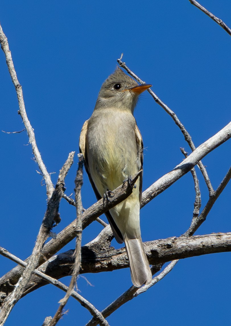 Greater Pewee - ML615166881