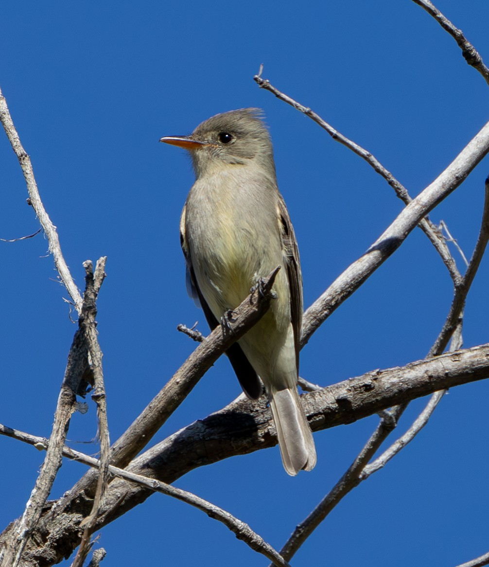 Greater Pewee - ML615166887