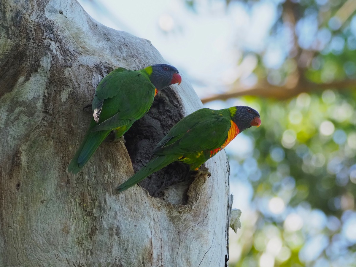 Rainbow Lorikeet - ML615166894