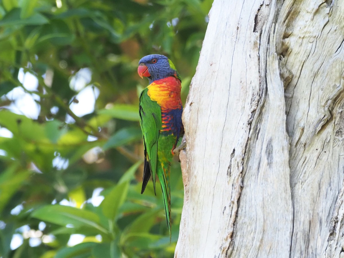 Rainbow Lorikeet - ML615166895