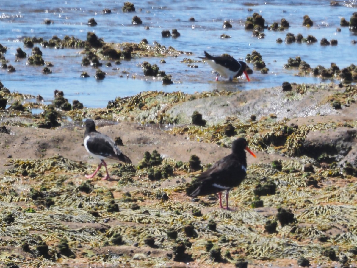 Pied Oystercatcher - ML615166899