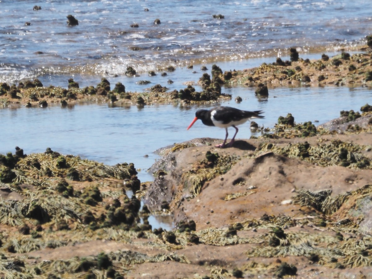 Pied Oystercatcher - ML615166900