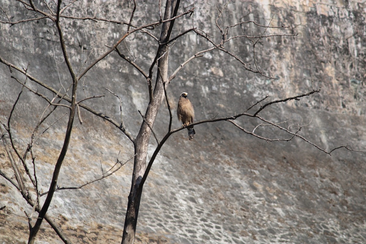 Crested Serpent-Eagle - sanjay pawar