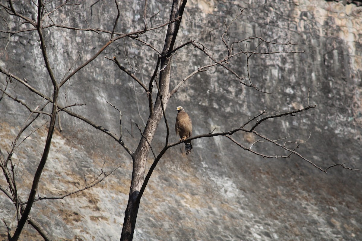 Haubenschlangenadler - ML615166922