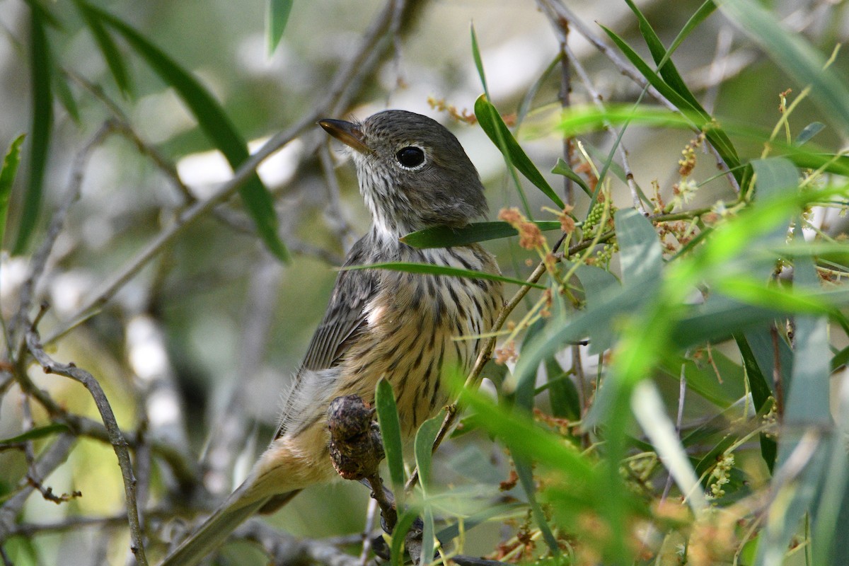 Rufous Whistler - Peter & Shelly Watts