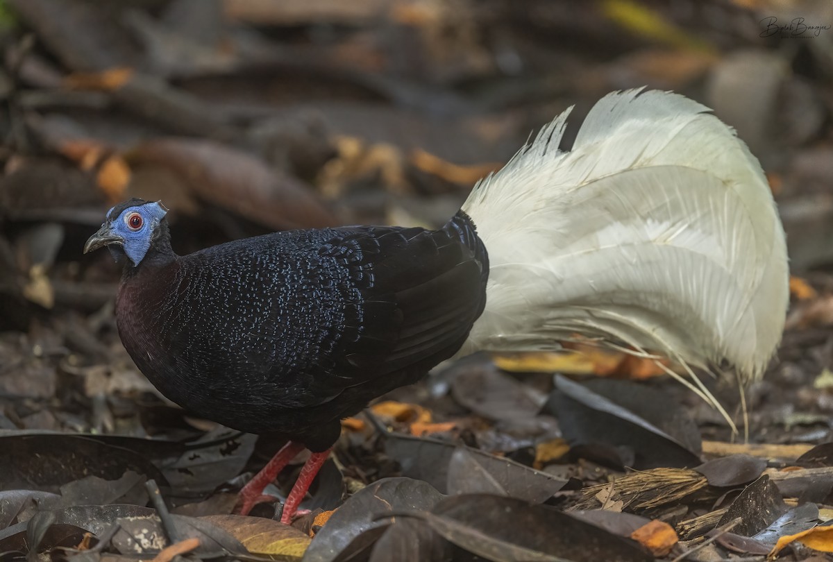 Bulwer's Pheasant - BIPLAB BANERJEE