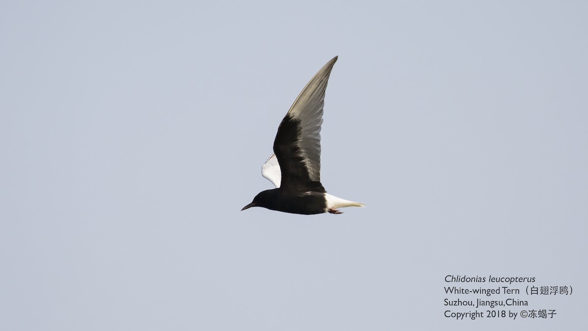 White-winged Tern - ML615167050