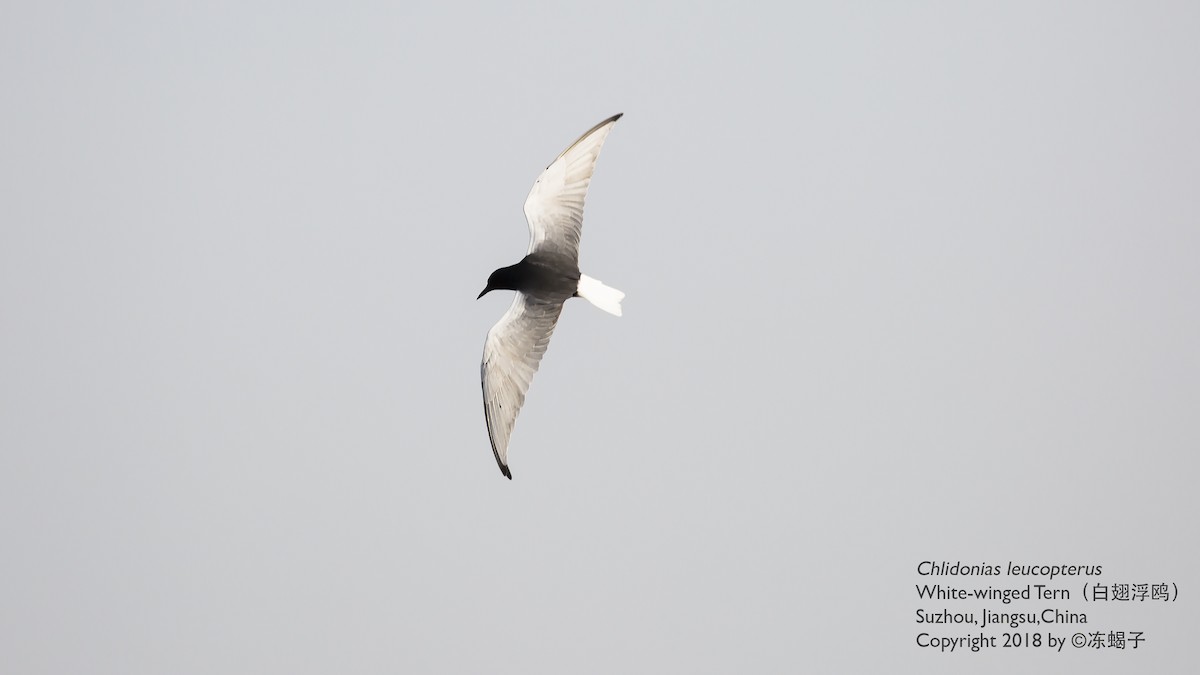 White-winged Tern - ML615167051