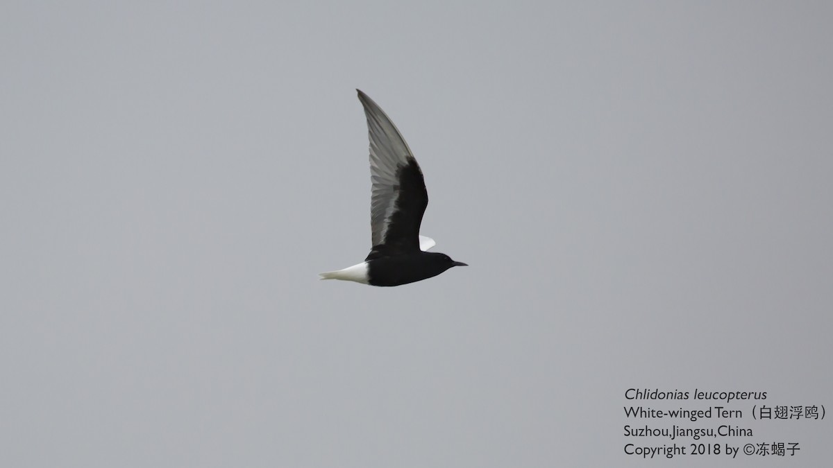 White-winged Tern - ML615167104