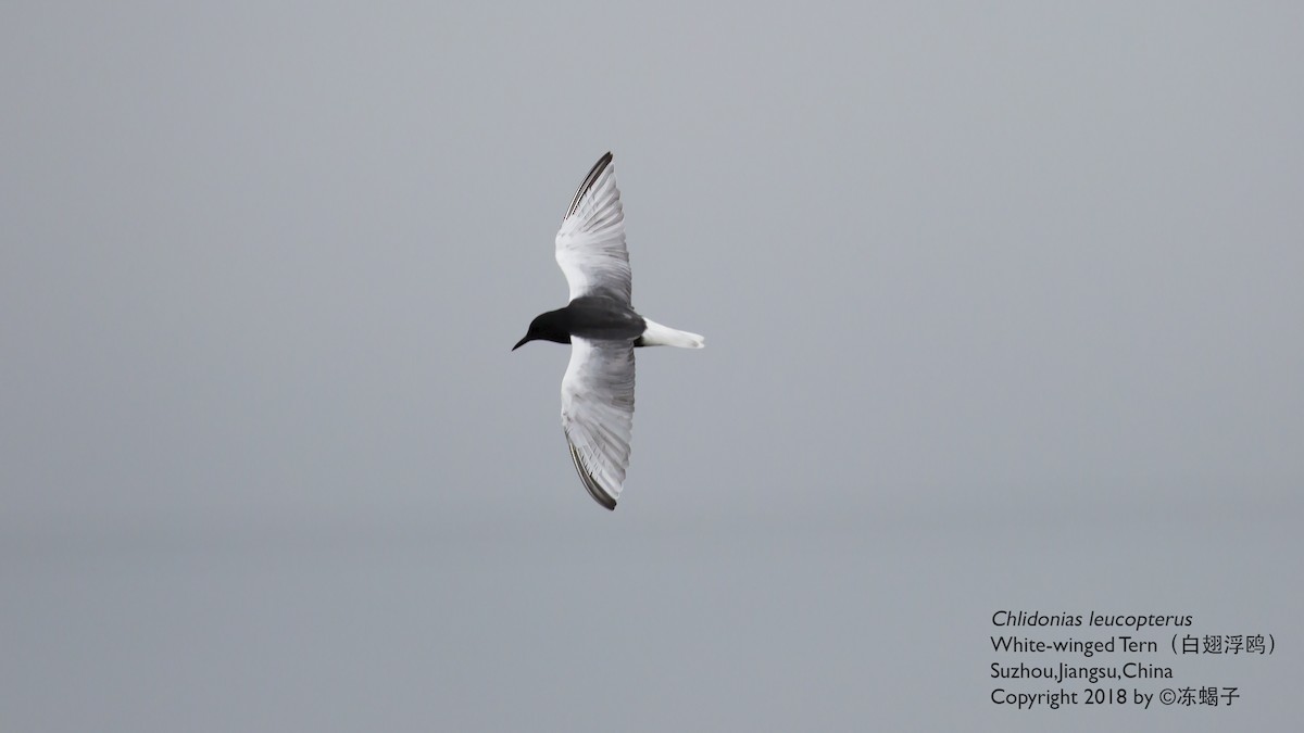 White-winged Tern - ML615167105