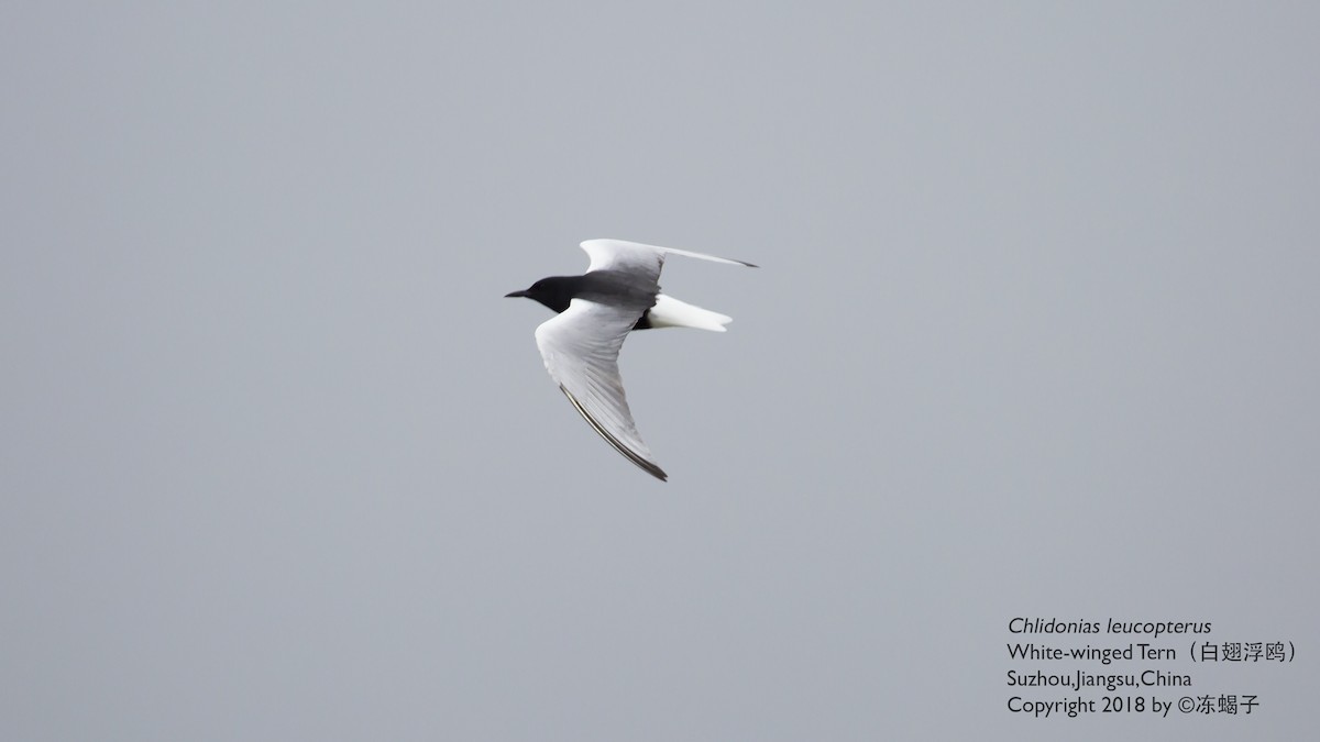 White-winged Tern - ML615167106