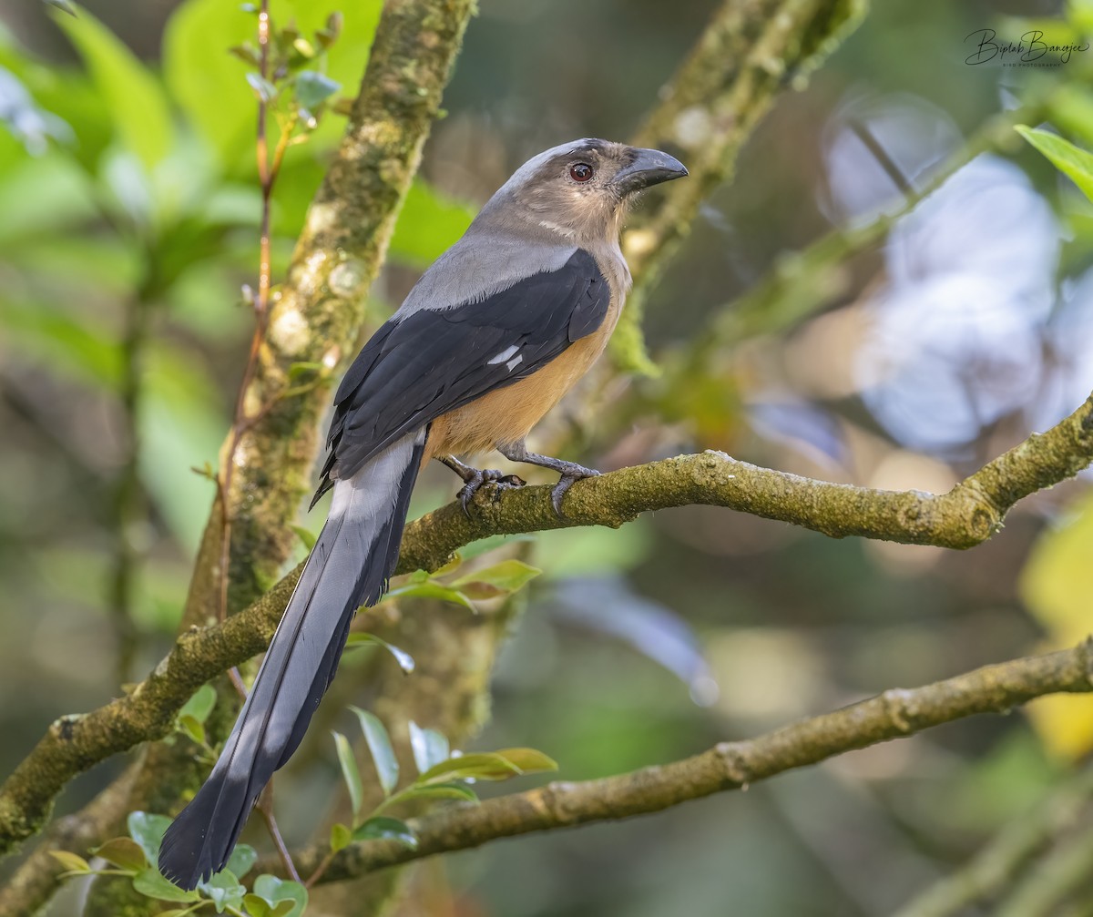 Bornean Treepie - ML615167138