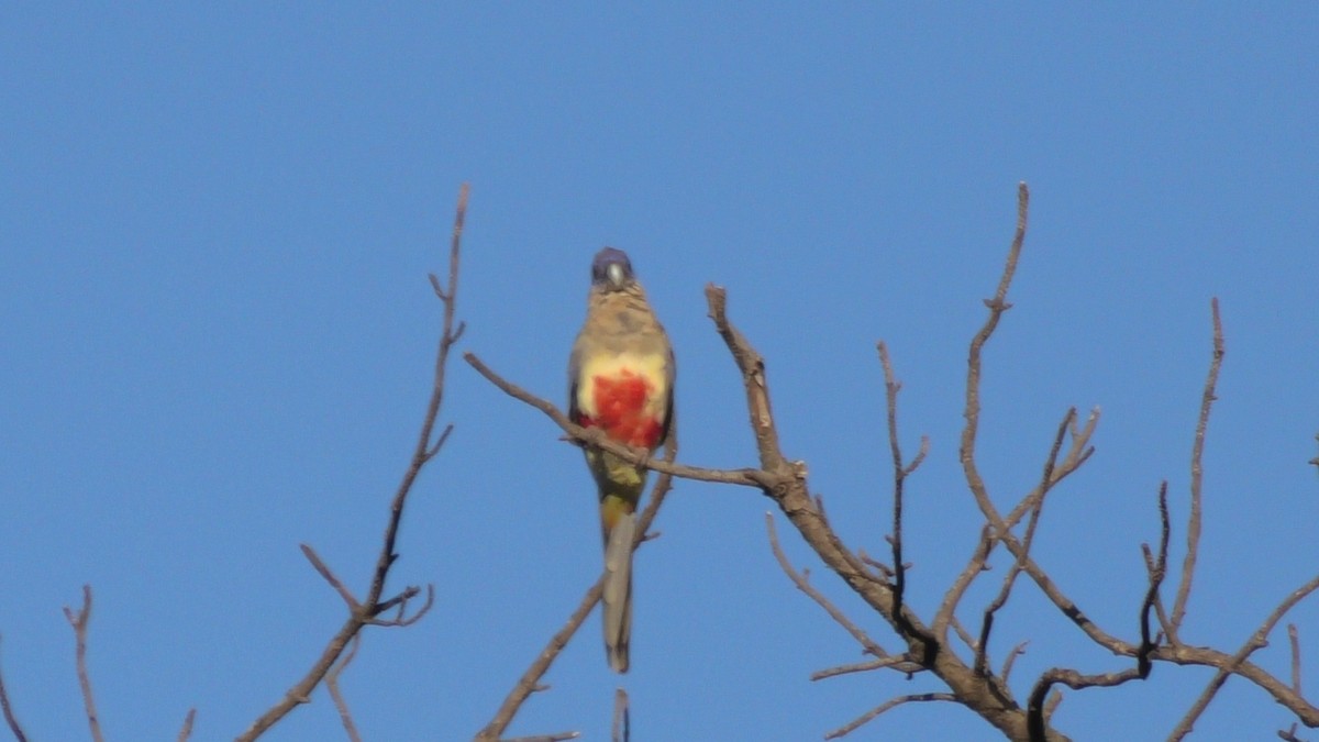 Кровавобрюхий попугайчик - ML615167190