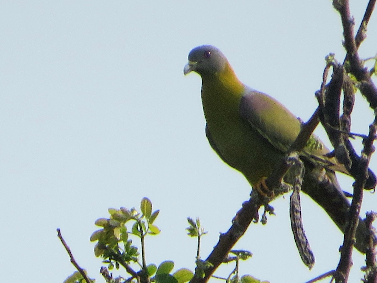Yellow-footed Green-Pigeon - ML615167219