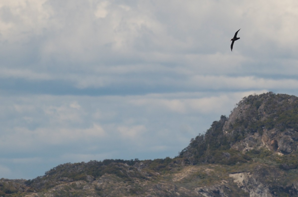 Southern Giant-Petrel - Milosz Cousens