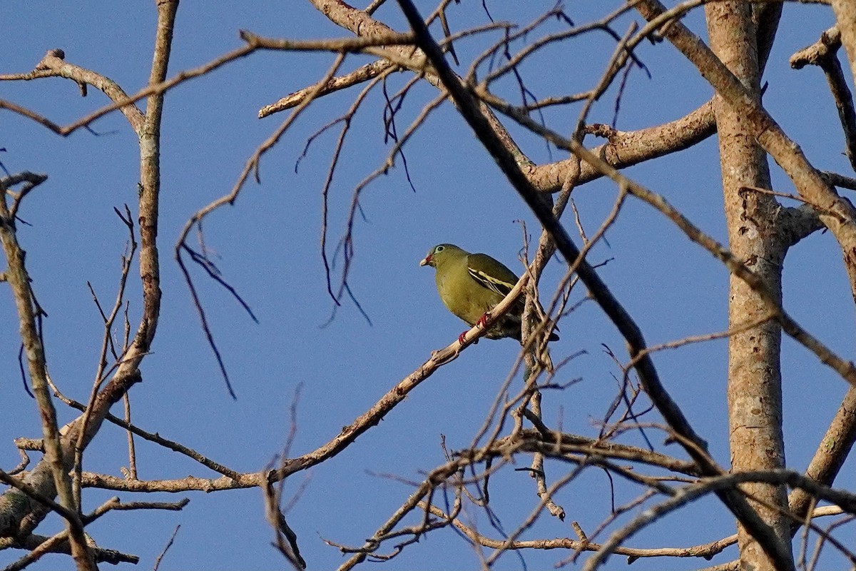 Thick-billed Green-Pigeon - ML615167227