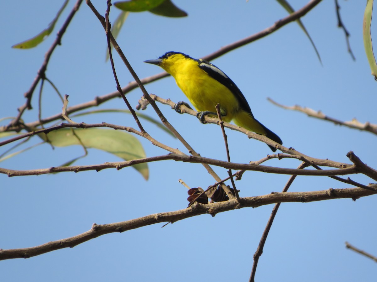 Common Iora - ML615167234