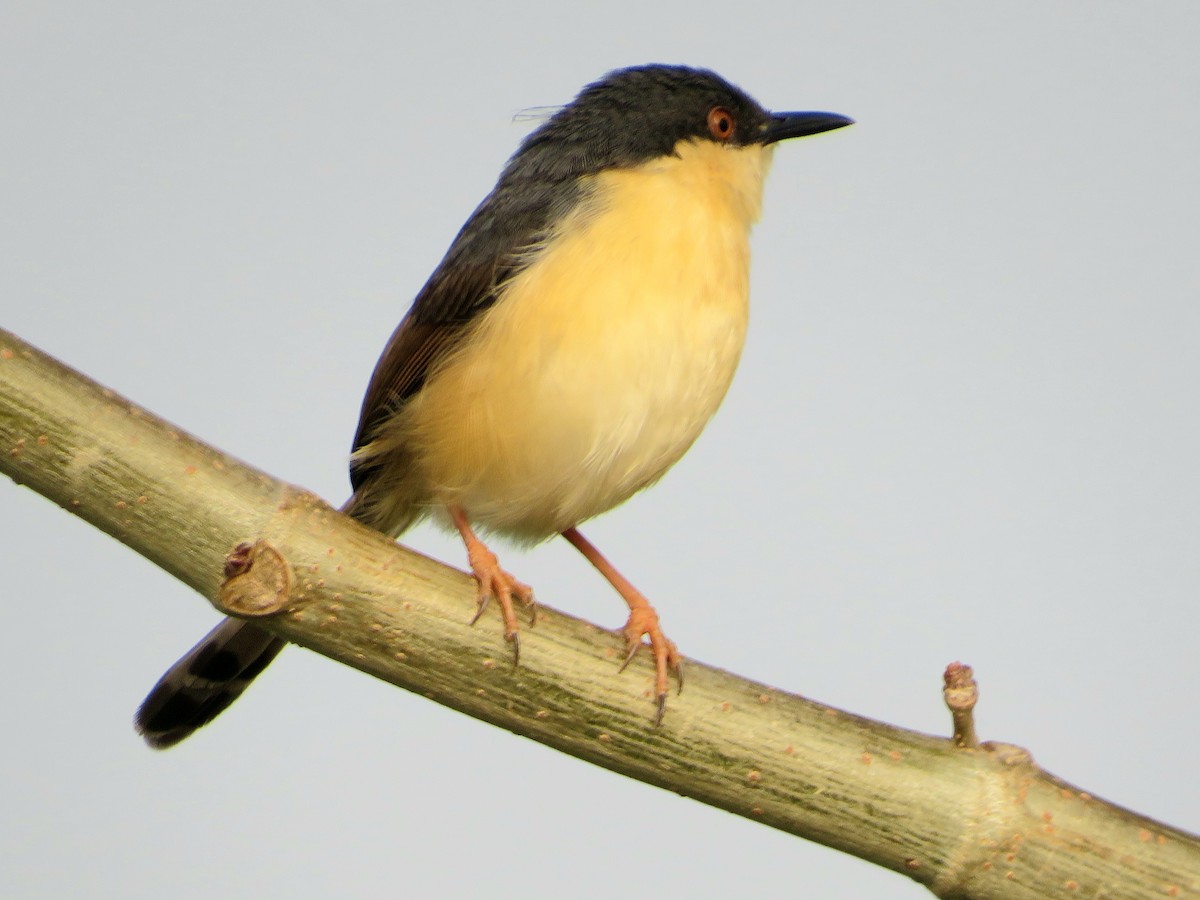 Ashy Prinia - ML615167242