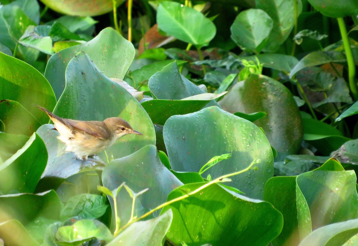 Бутны охил бялзуухай - ML615167243