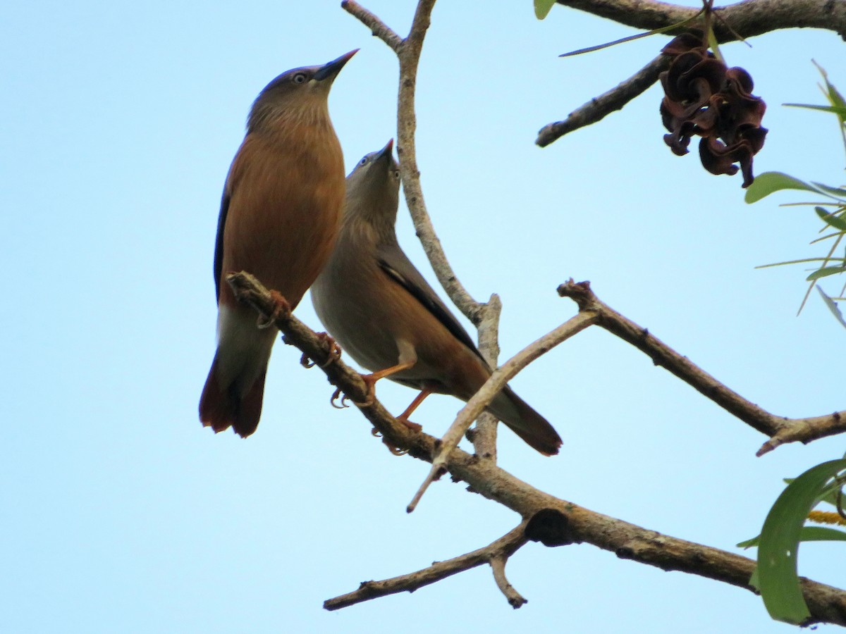 Chestnut-tailed Starling - ML615167249