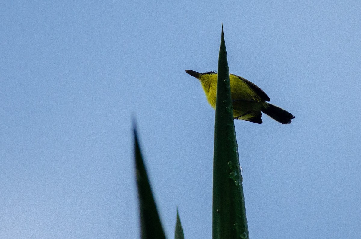 Common Tody-Flycatcher - ML615167373