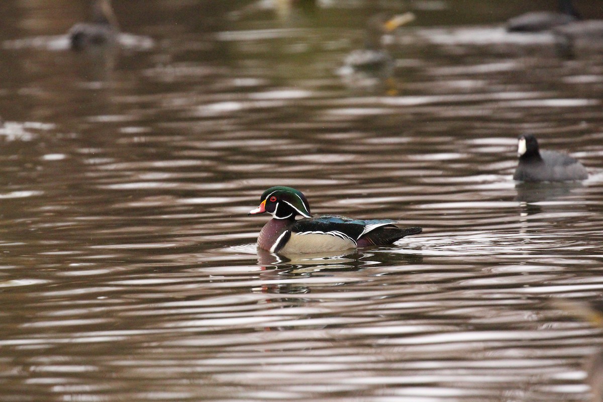 Wood Duck - ML615167393