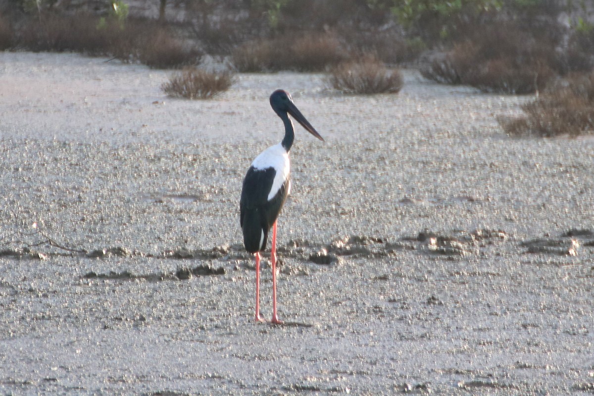 Black-necked Stork - ML615167395