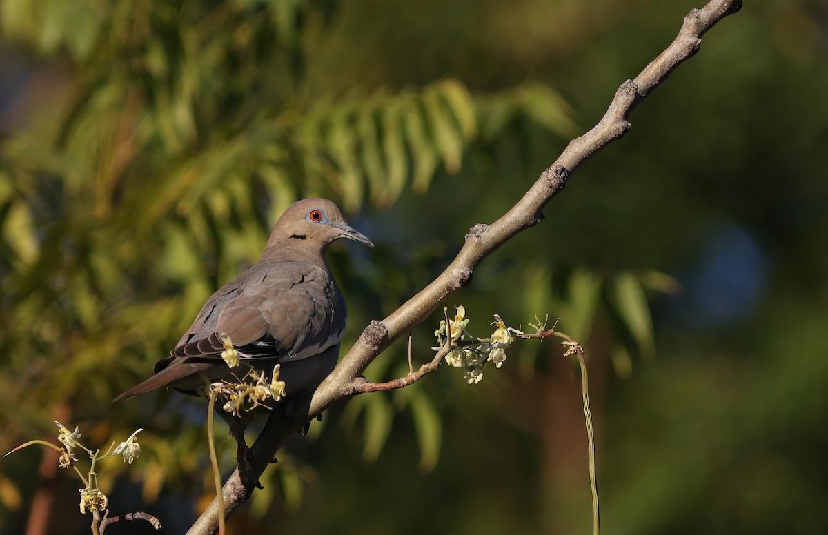 White-winged Dove - ML615167411