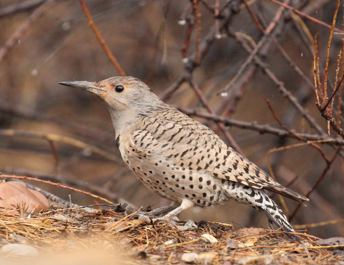 Northern Flicker - ML615167420