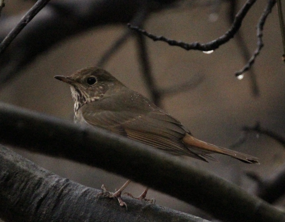 Hermit Thrush - ML615167437