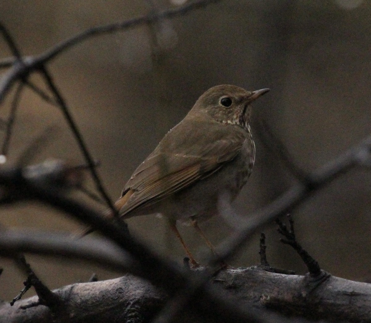 Hermit Thrush - ML615167438