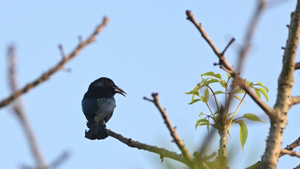 Drongo à crinière - ML615167455