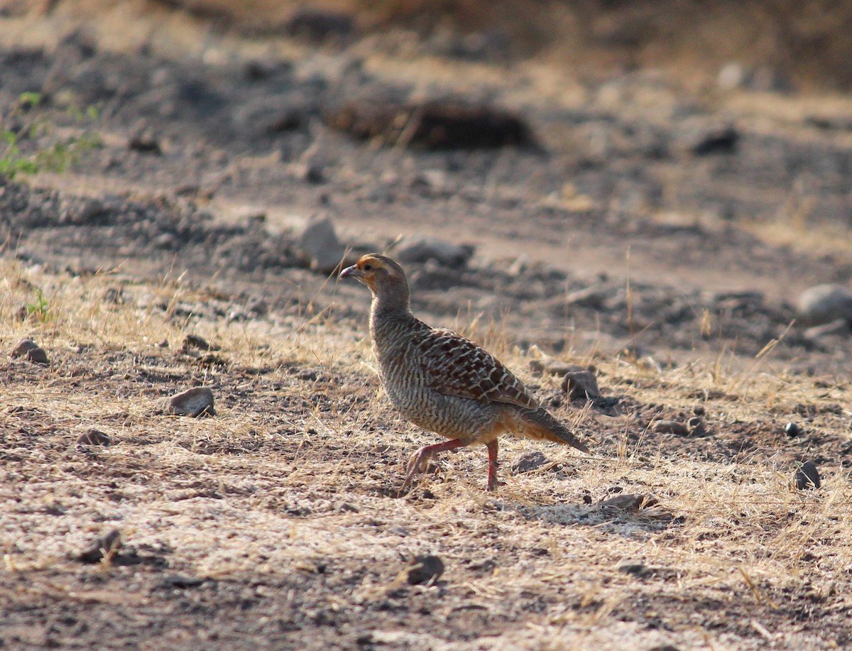 Gray Francolin - ML615167461