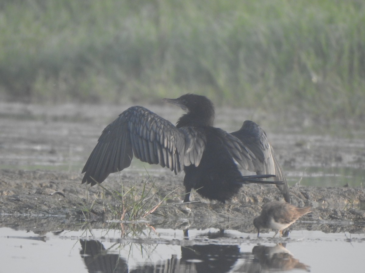 Cormorán de Java - ML615167483