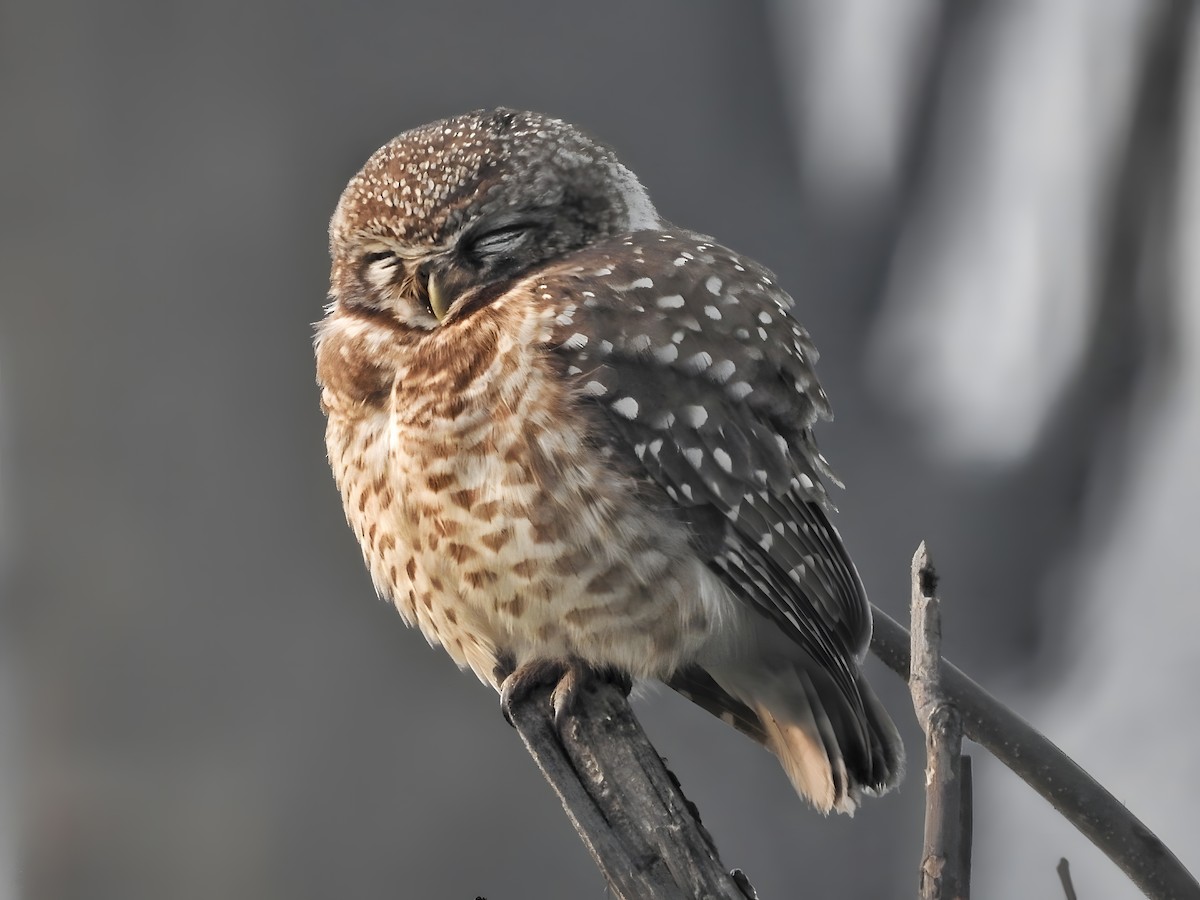 Spotted Owlet - ML615167505