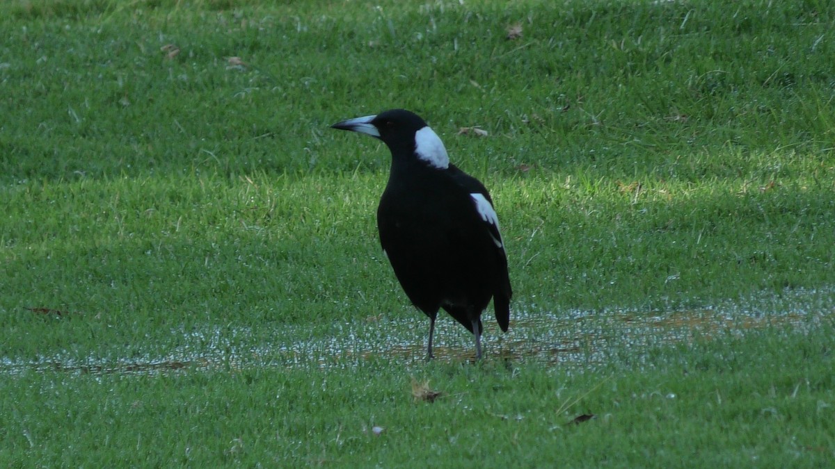 Australian Magpie (Black-backed) - Anonymous