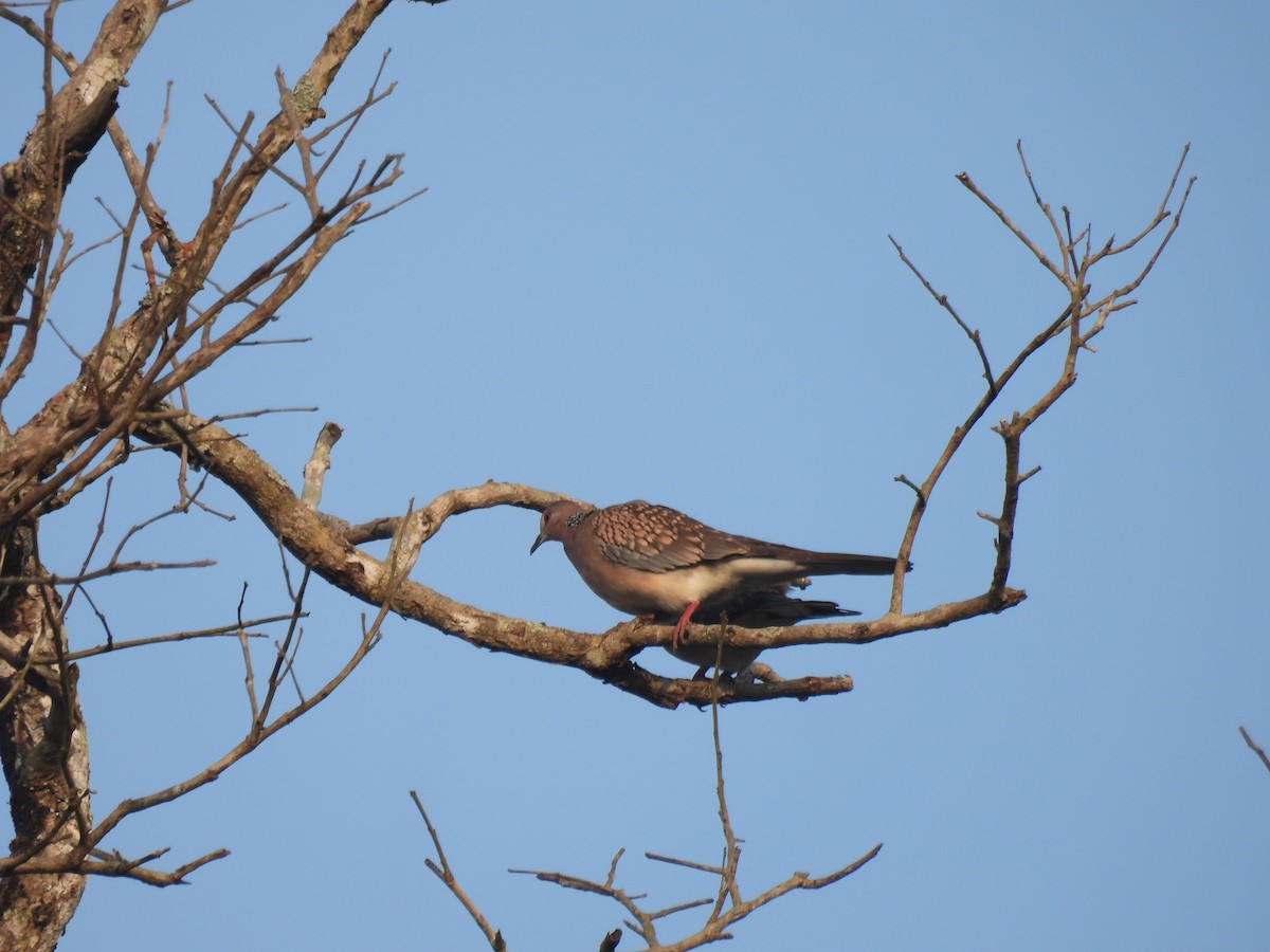 Spotted Dove - ML615167518