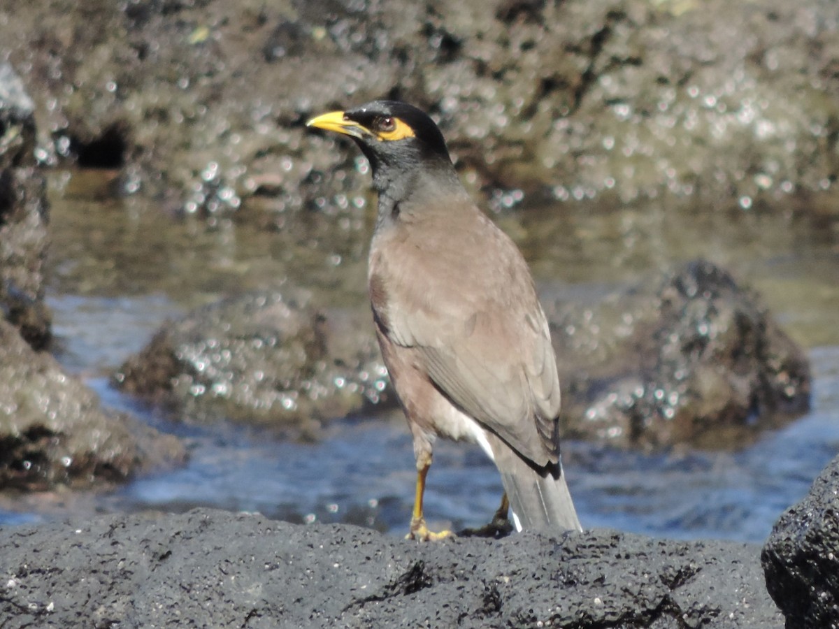 Common Myna - ML615167541