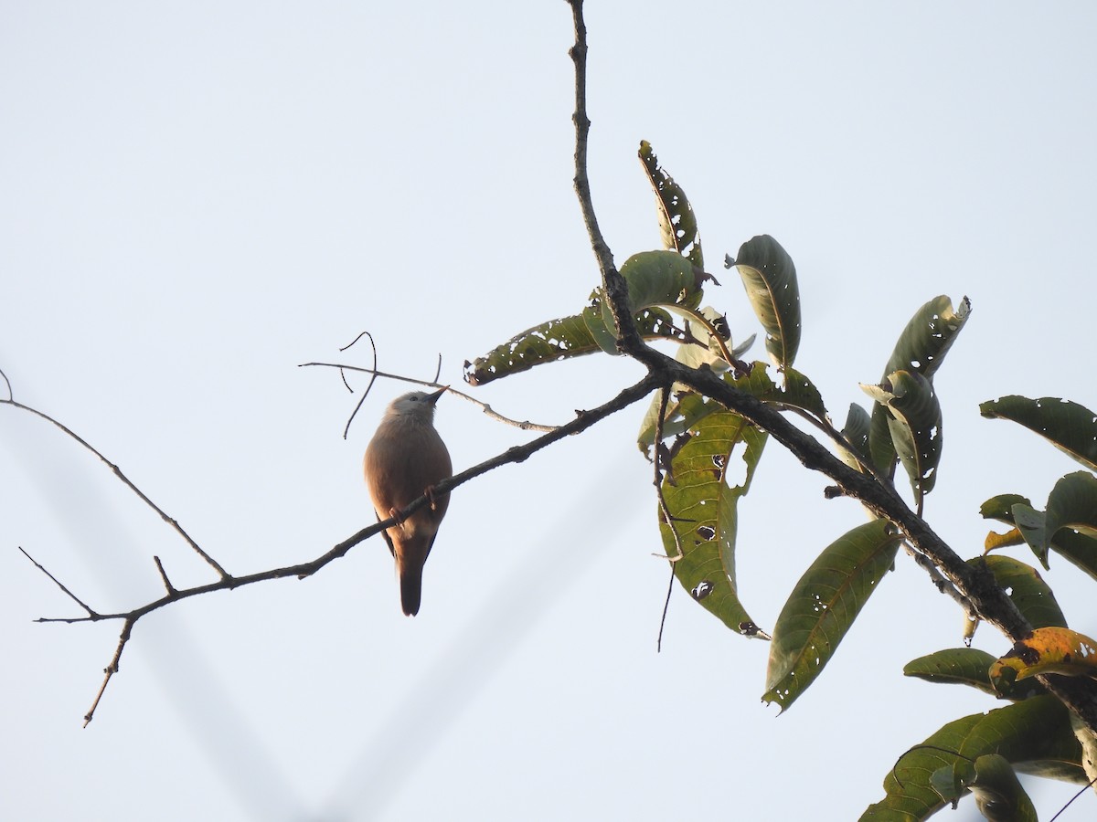 Chestnut-tailed Starling - ML615167550