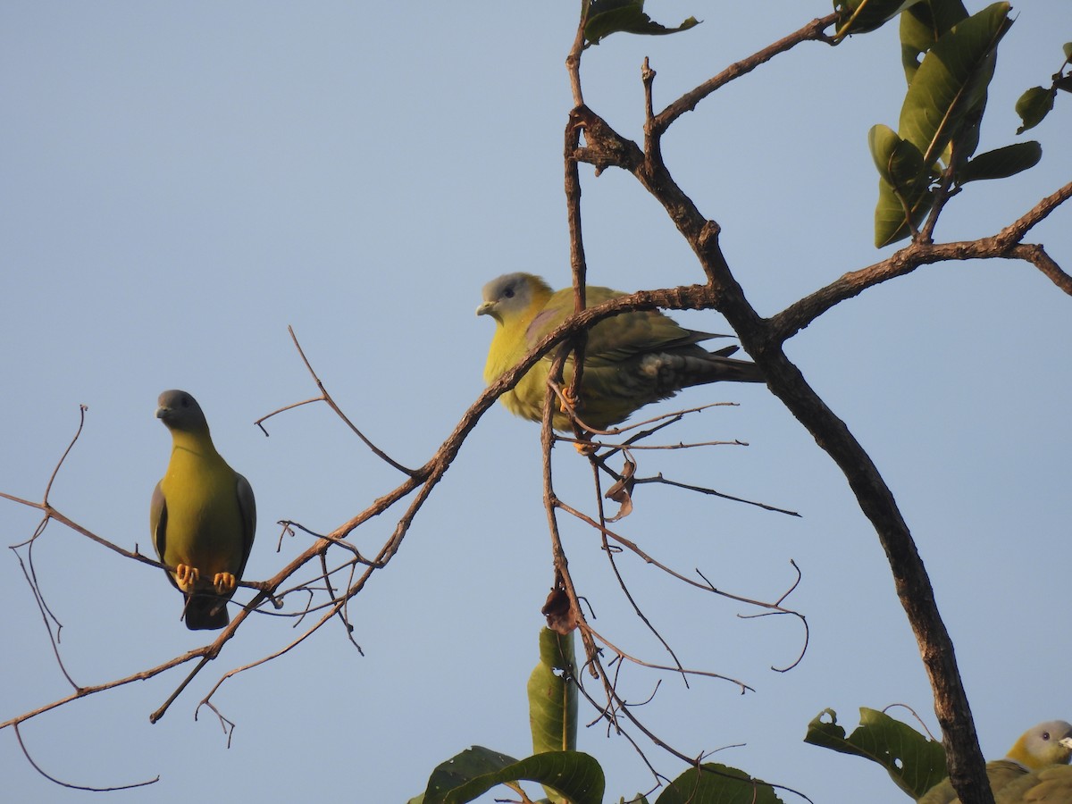 Yellow-footed Green-Pigeon - ML615167575