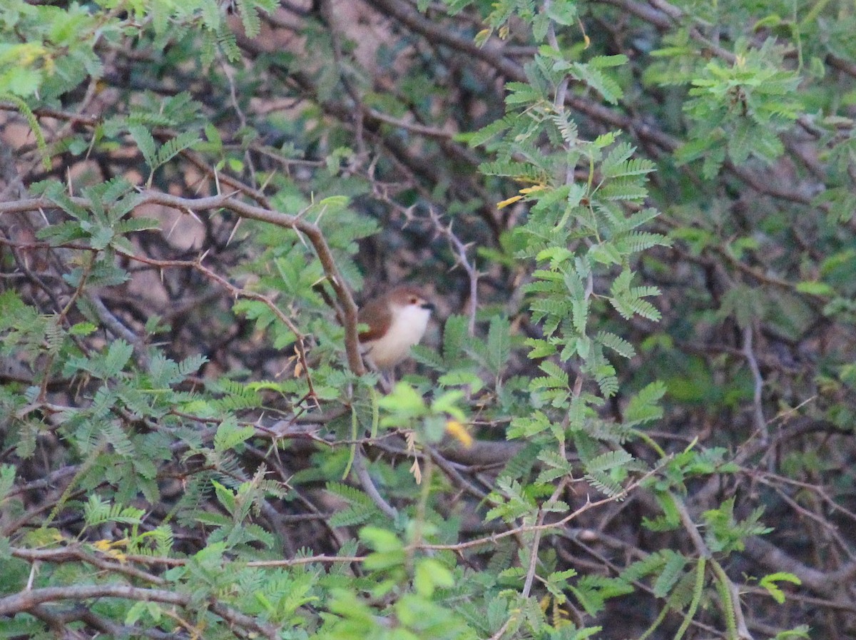 Yellow-eyed Babbler - ML615167576