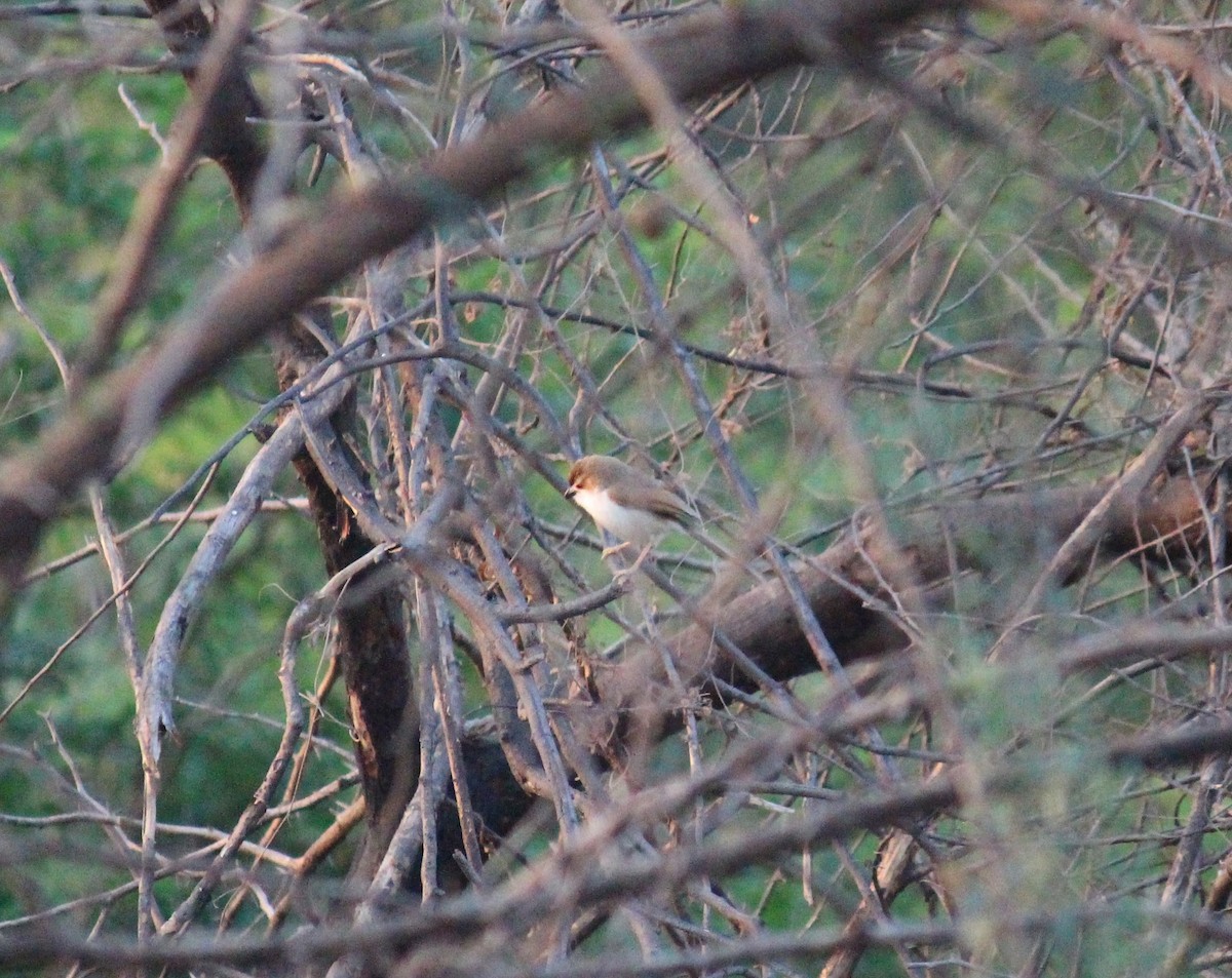 Yellow-eyed Babbler - ML615167577