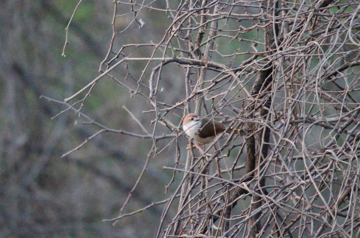 Yellow-eyed Babbler - ML615167578