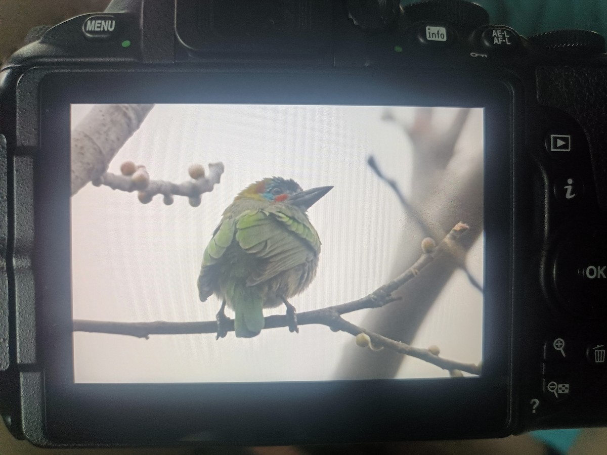 Blue-eared Barbet - ML615167581