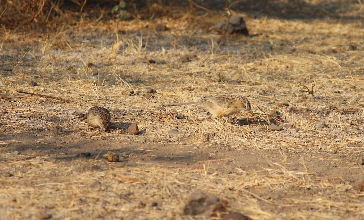 Common Babbler - ML615167584