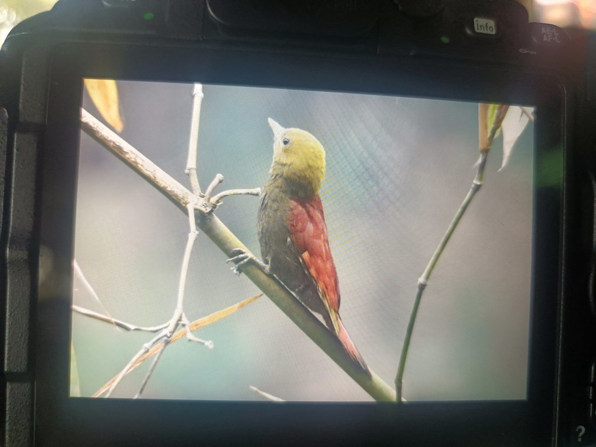 Pale-headed Woodpecker - ML615167585
