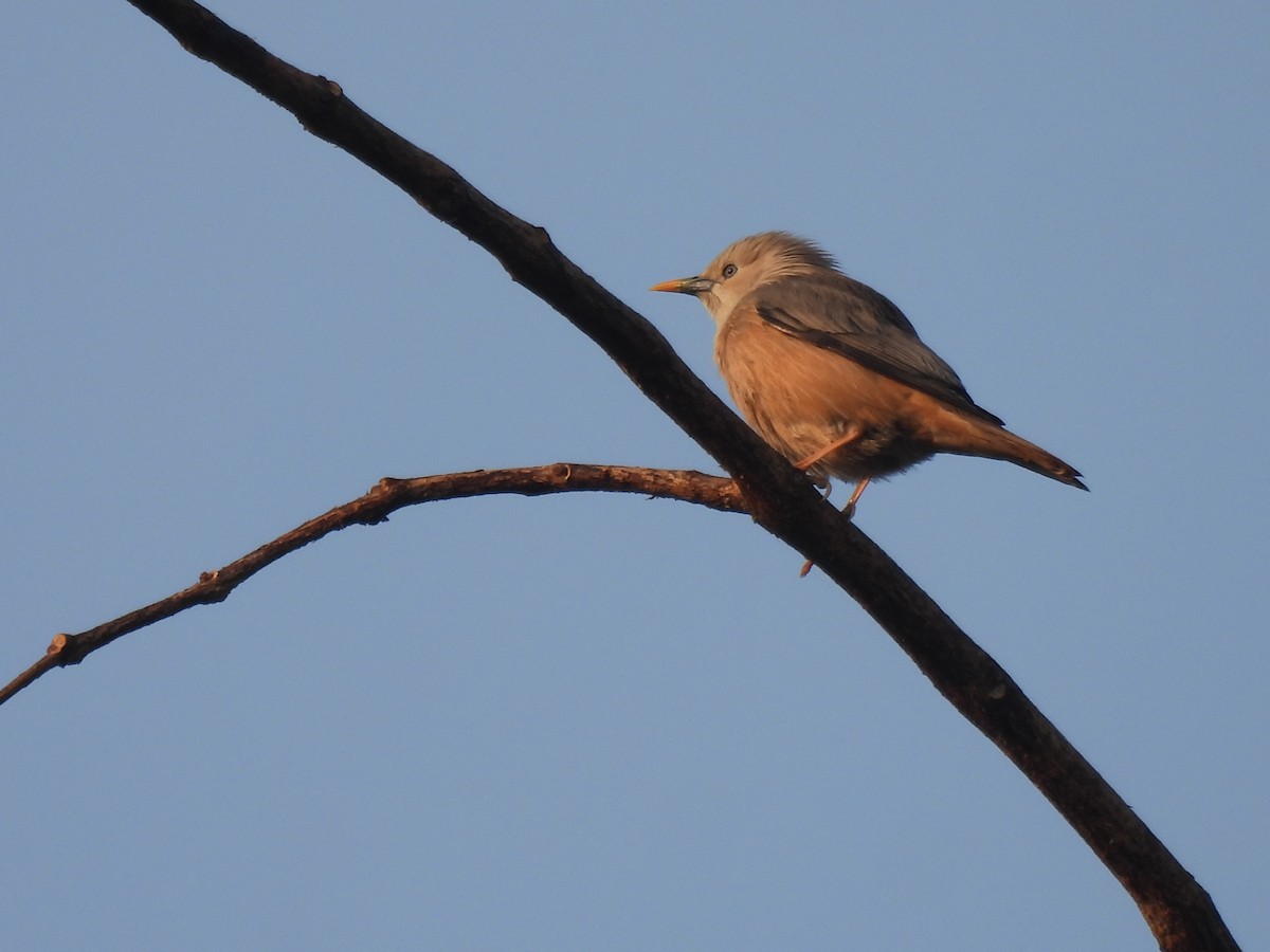 Malabar Starling - ML615167591