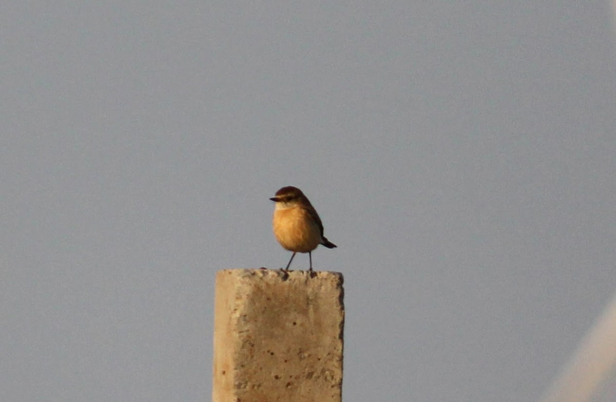 Siberian Stonechat - ML615167592