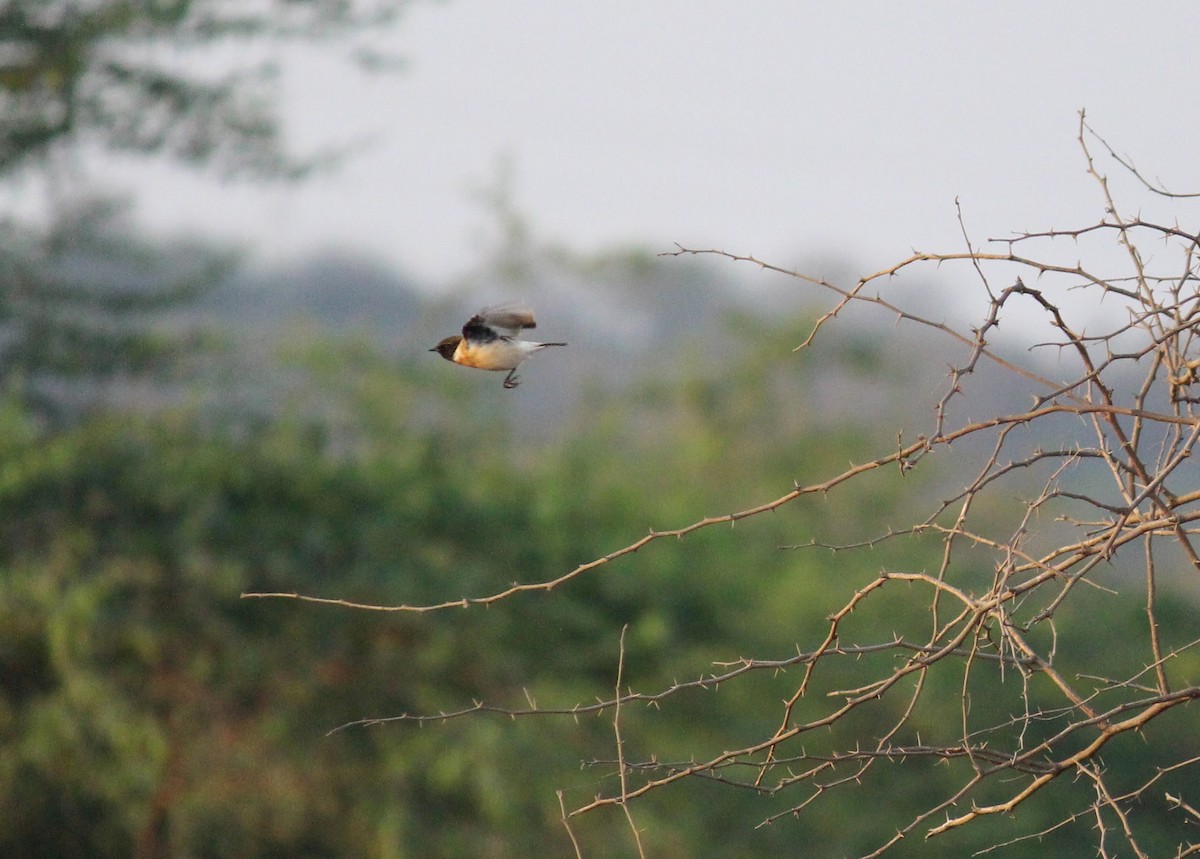 Siberian Stonechat - ML615167593