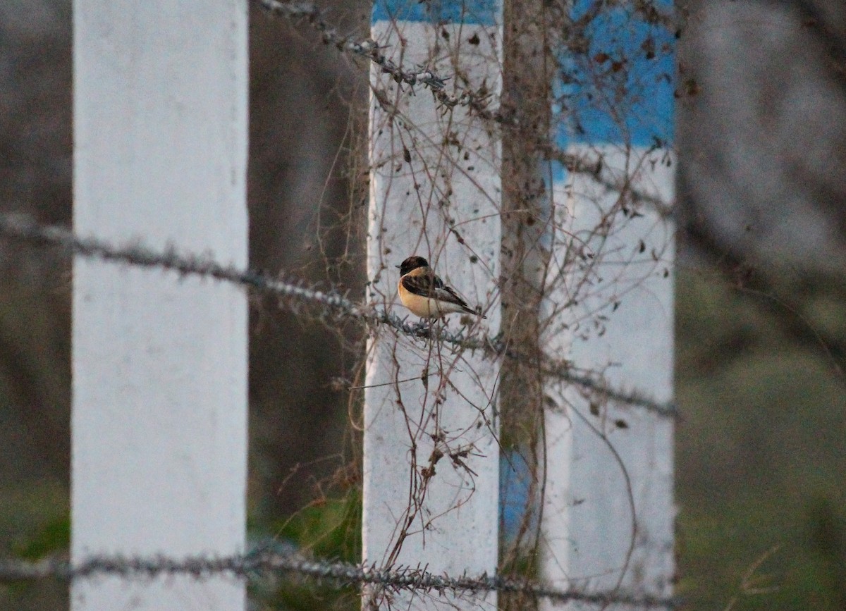 Siberian Stonechat - ML615167594